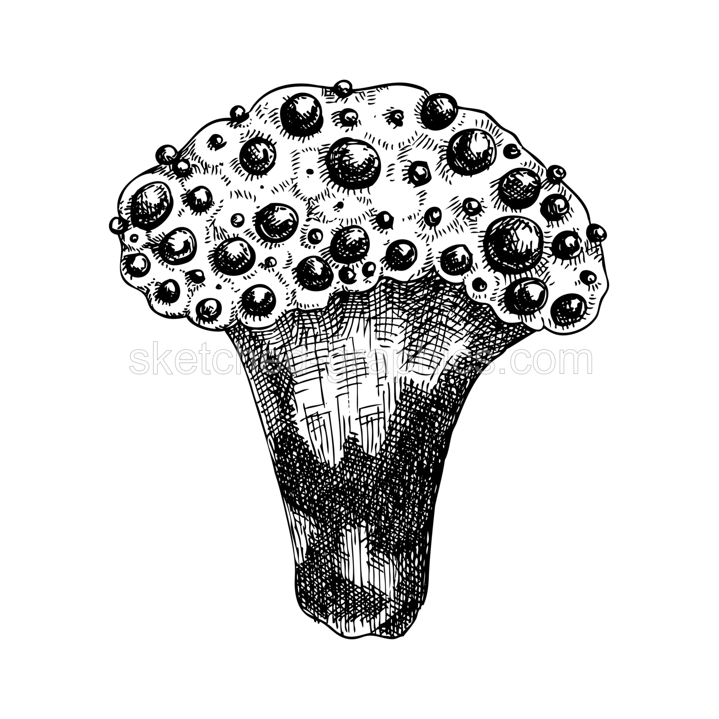 Bleeding tooth mushroom sketch. Weird fungus illustration. Hand drawn forest plant. Devil's tooth - exotic mushroom drawing isolated on white background.  Illustration